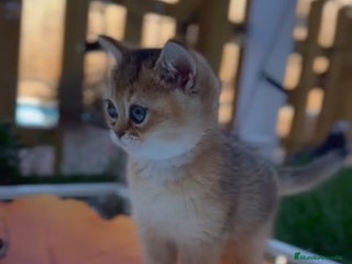 Británico de Pelo Corto gatos - Anuncio 14