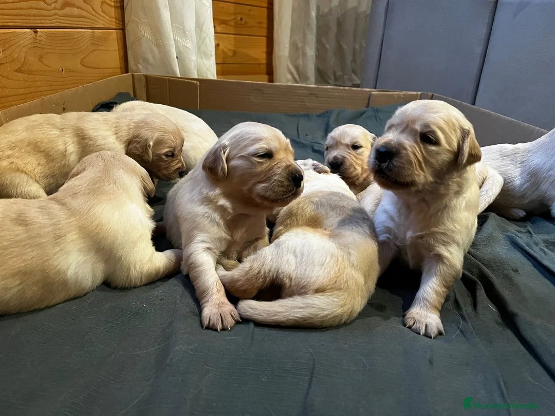 Golden Retriever perros en venta: IMPRESIONANTES GOLDEN RETRIEVER - Anuncio 2