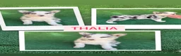 Border Collie perros en venta: Border collie  - Anuncio 1