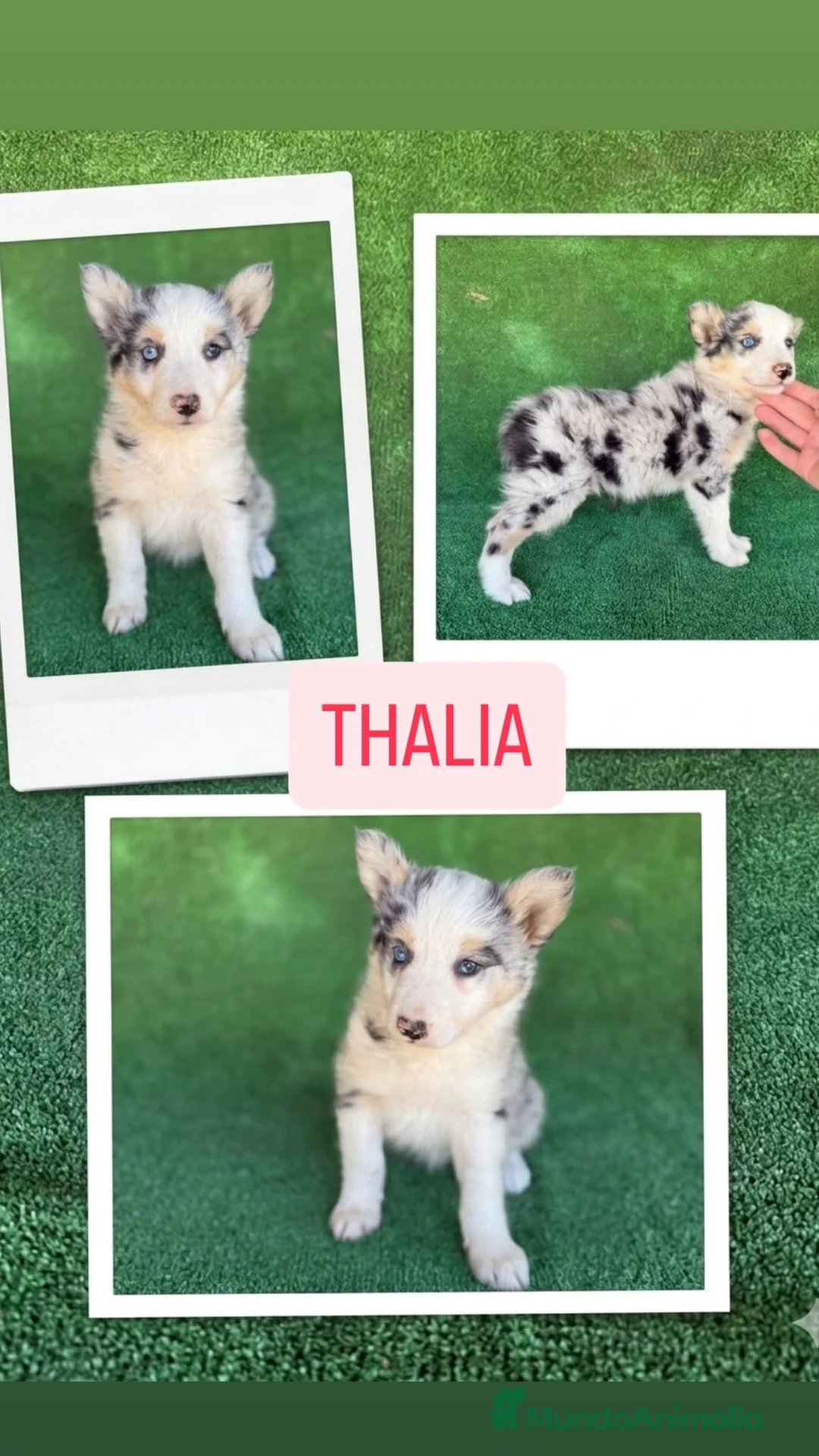 Border Collie perros en venta: Border collie  - Anuncio 1
