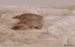 Maltipoo perros en venta: MALTIPOO ASIÁTICO MINIATURA  - Imagen 1