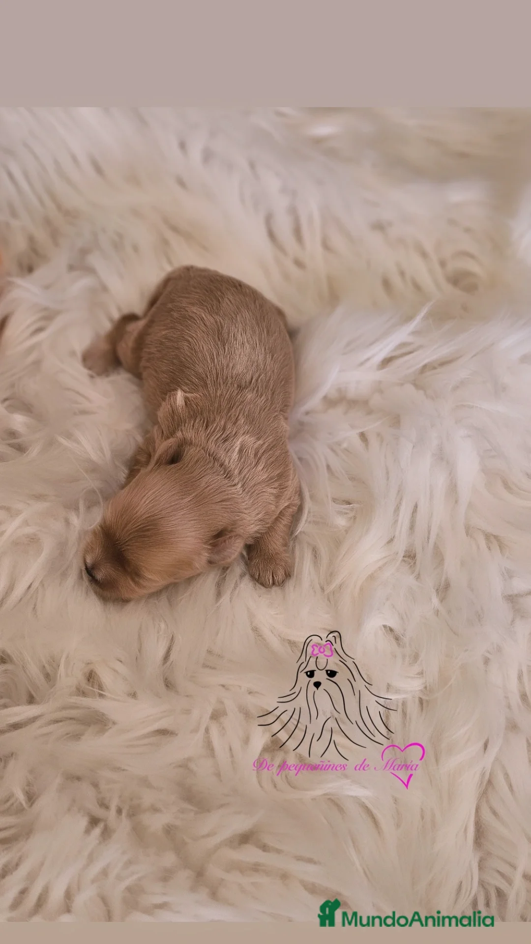 Maltipoo perros en venta: MALTIPOO ASIÁTICO MINIATURA  - Imagen 1
