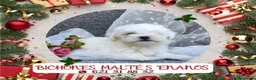 Bichón Maltés perros en venta: PRECIOSOS BICHON MALTES  LINEA TOY - Anuncio 1