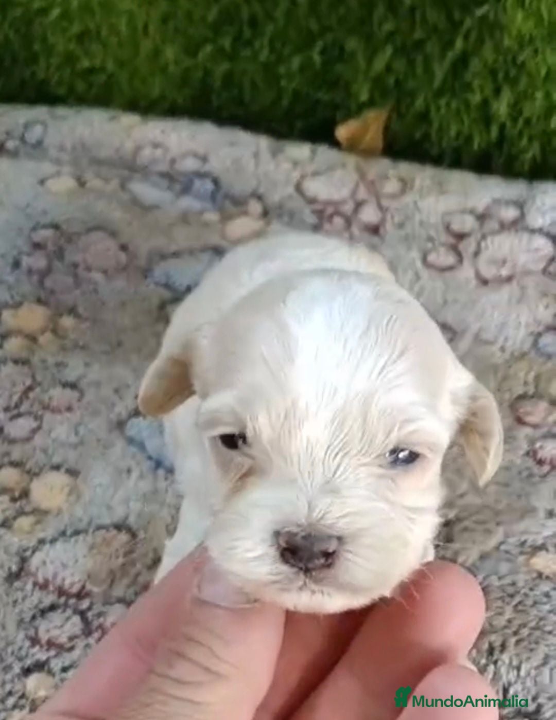 Maltipoo perros Preciosa camada de maltipoo toy - Anuncio 3