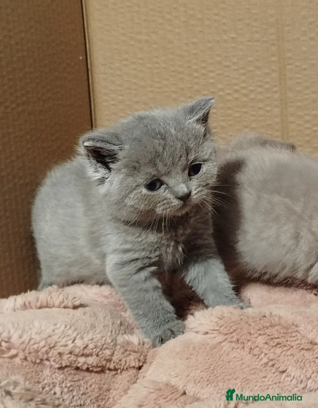 Británico de Pelo Corto Azul gatos en venta: British Shorthair  - Anuncio 1