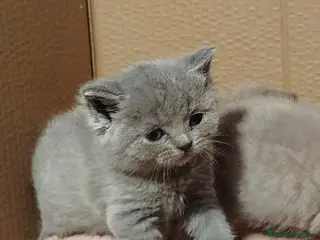 Británico de Pelo Corto Azul gatos British Shorthair - Anuncio 1