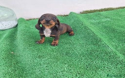 Teckel Miniatura perros en venta: TECKEL MINIATURA  - Imagen 2