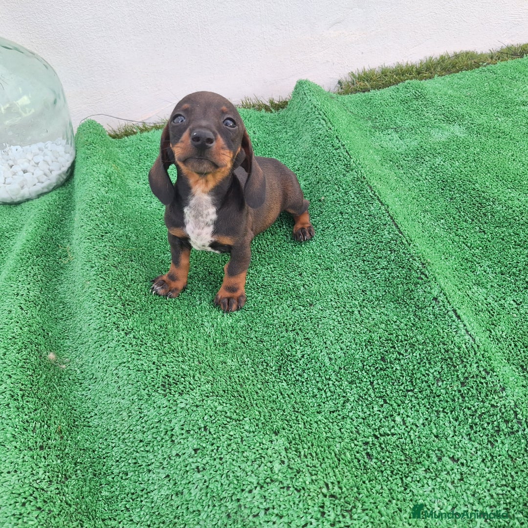 Teckel Miniatura perros en venta: TECKEL MINIATURA  - Imagen 2