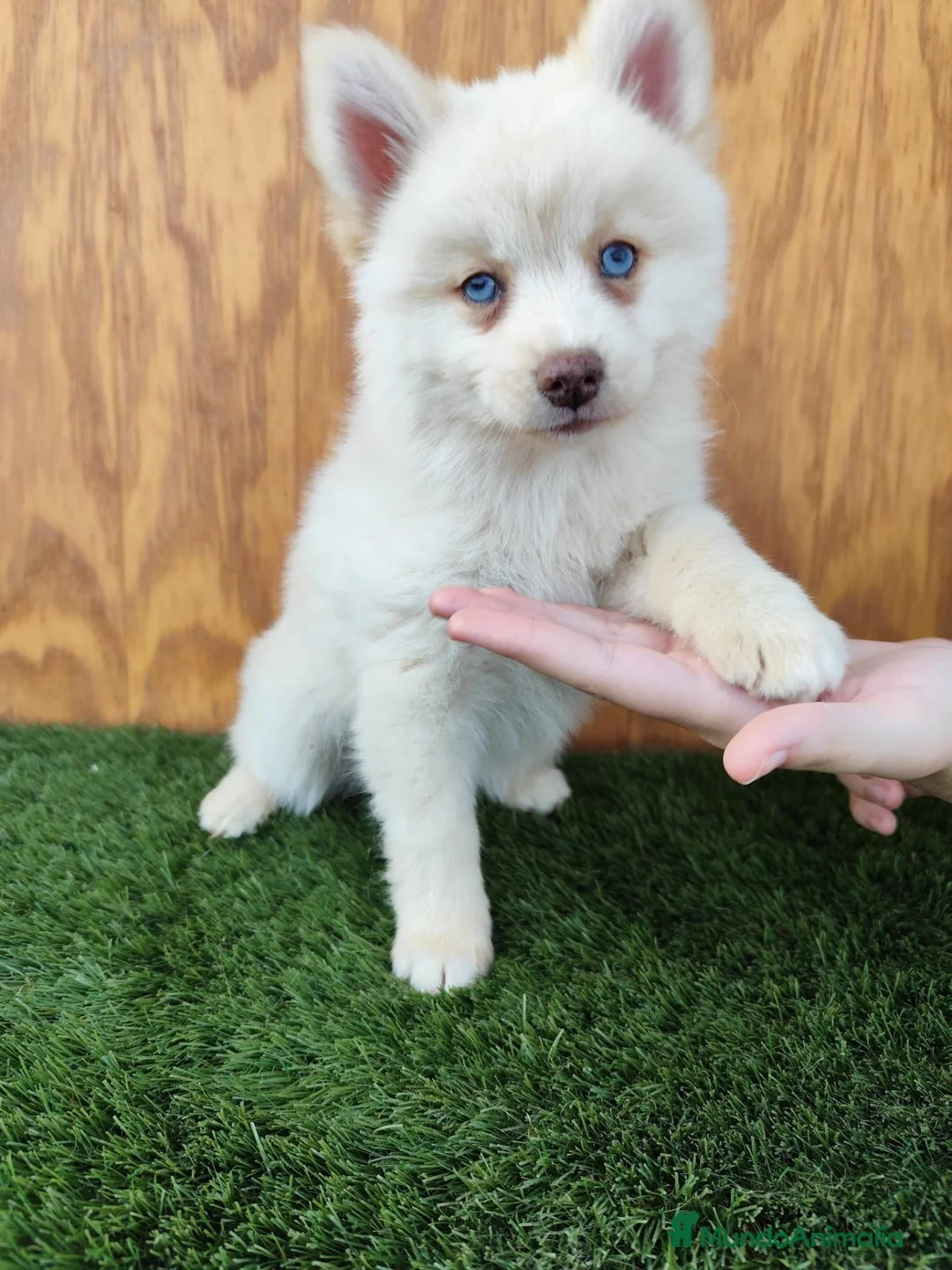 Pomsky perros en venta: Pomsky  - Anuncio 2
