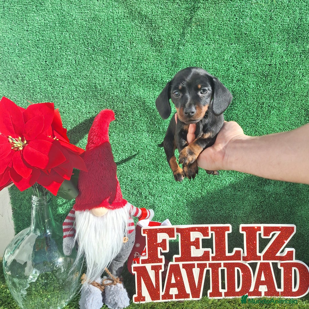 Teckel Miniatura perros en venta: TECKEL MINIATURA & KANINCHEN  - Anuncio 2