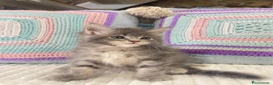 Maine Coon 1