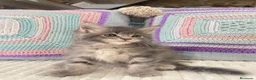 Maine Coon gatos en venta: Rey- Diez cattery  - Anuncio 6