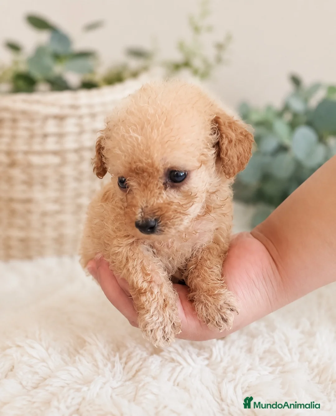 Caniche Toy perros en venta: Precioso caniche Toy🐶🔥🐾 en Málaga - Anuncio 1
