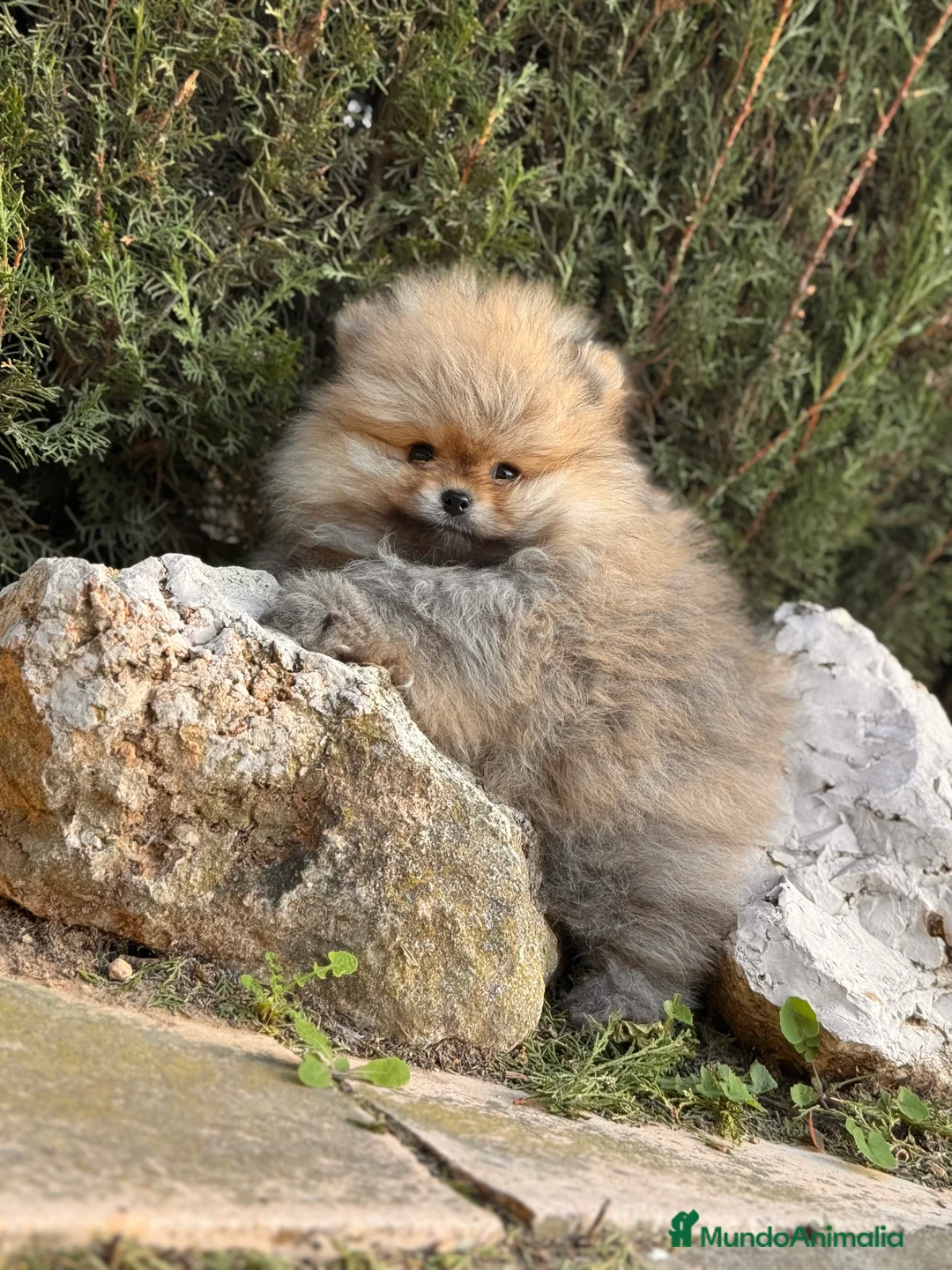 Pomerania perros en venta: LULU POMERANIA LÍNEA RUSA TOY - Anuncio 4