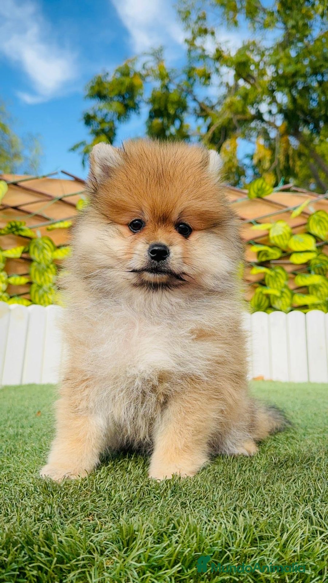 Pomerania perros en venta: POMERANIA MACHO - Imagen 11