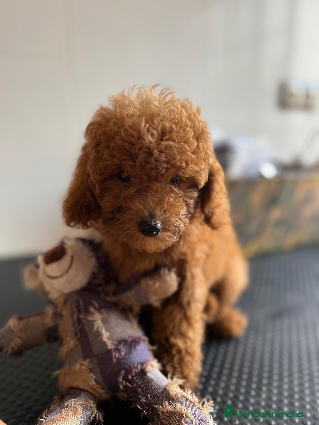 Caniche Toy perros en venta: Caniches rojo pimentón machos  - Imagen 2