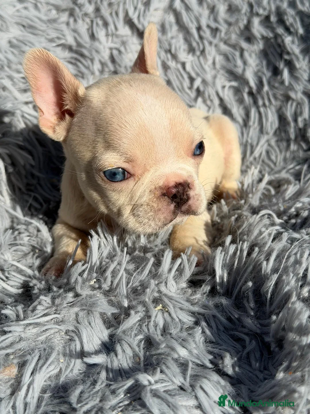 Bulldog Francés perros en venta: BULLDOG FRANCÉS PLATYNUM - Anuncio 5