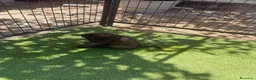 Pastor Belga Malinois perros en venta: PASTOR BELGA MALINOIS - Anuncio 20