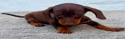 Teckel Miniatura perros en venta: Teckel chocolate kaninchen  - Anuncio 14