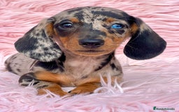 Teckel Miniatura perros en venta: Teckel arlequín Kaninchen  - Imagen 1