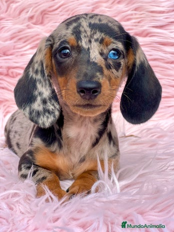 Teckel Miniatura perros Teckel arlequín Kaninchen - Anuncio 10