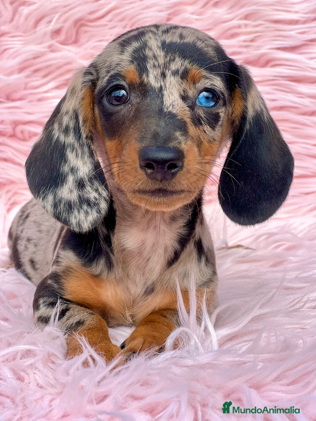 Teckel Miniatura perros en venta: Teckel arlequín Kaninchen  - Anuncio 1