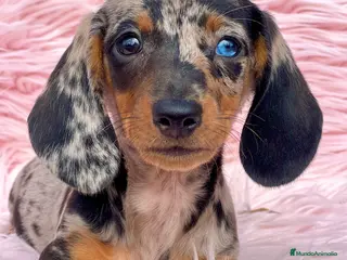 Teckel Miniatura perros Teckel arlequín Kaninchen - Anuncio 1