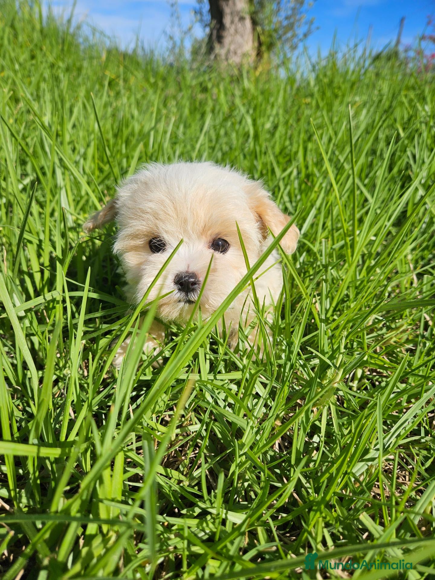 Bichón Maltés perros en venta: Bichon maltés precio real - Anuncio 1