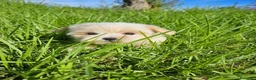 Bichón Maltés perros en venta: Bichon maltés precio real - Anuncio 1