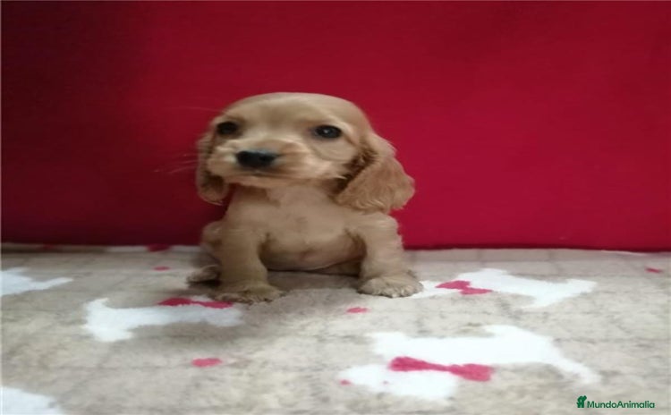 Cocker Spaniel Inglés perros - Propaganda 4