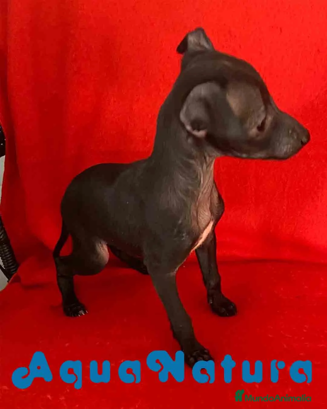 Pequeño Lebrel Italiano perros en venta: Camada Lebrel Italiano machos - AQUANATURA en Barcelona - Anuncio 6