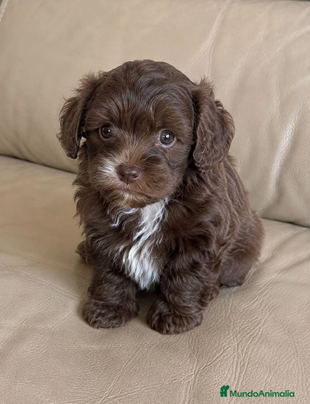 Labradoodle perros en venta: Labradoodle únicos  - Anuncio 1