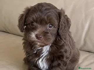 Labradoodle perros Labradoodle únicos - Anuncio 1