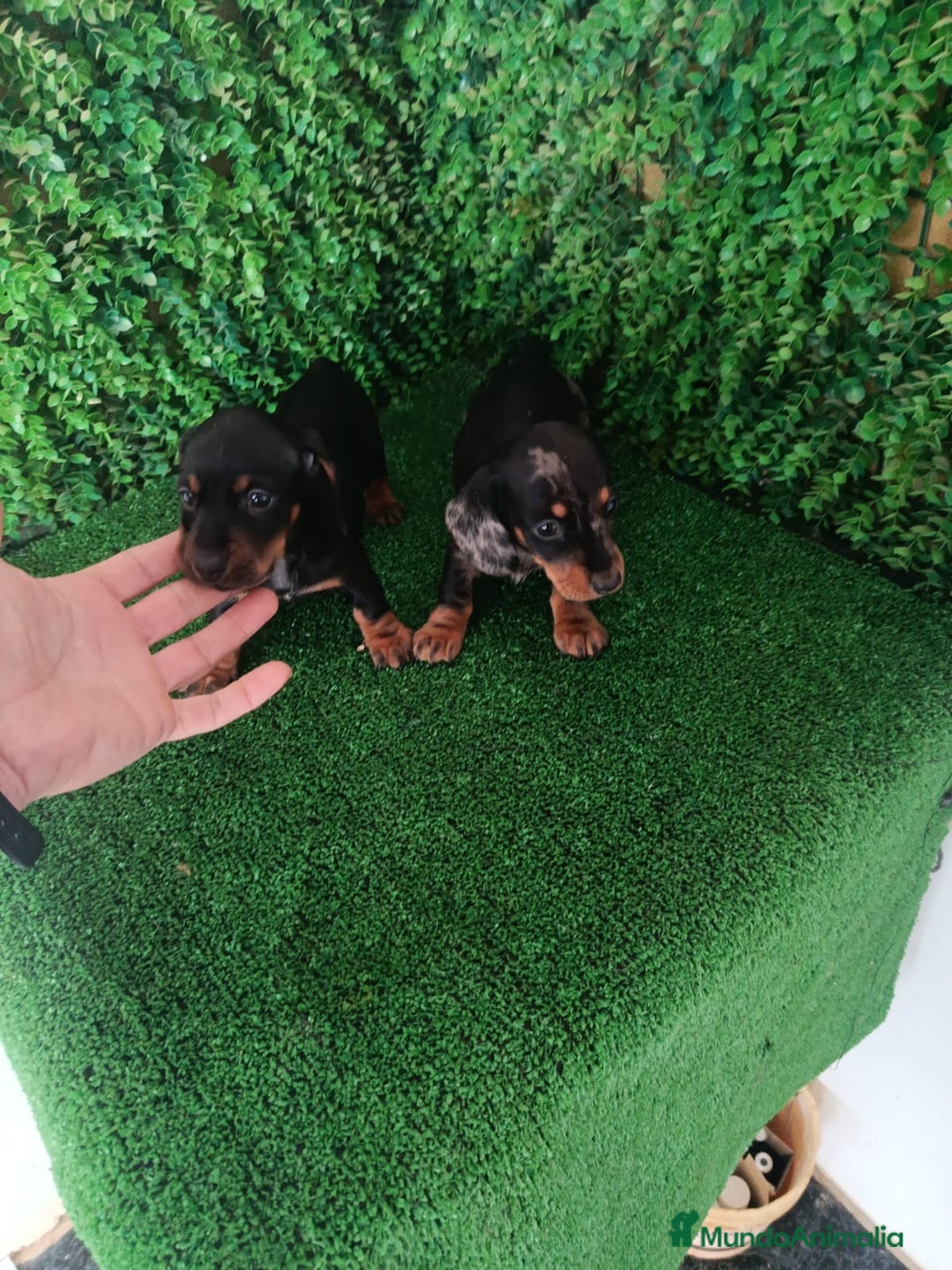 Teckel perros en venta: Hembras teckel  - Anuncio 7