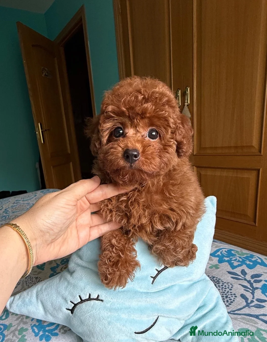Caniche Toy perros en venta: Caniche toy disponible fotos actuales!! - Anuncio 8