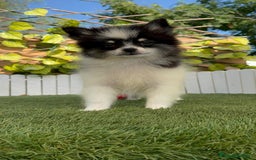 Pomerania perros en venta: POMERANIA MACHO ENVIOS A TODA ESPAÑA - Imagen 4