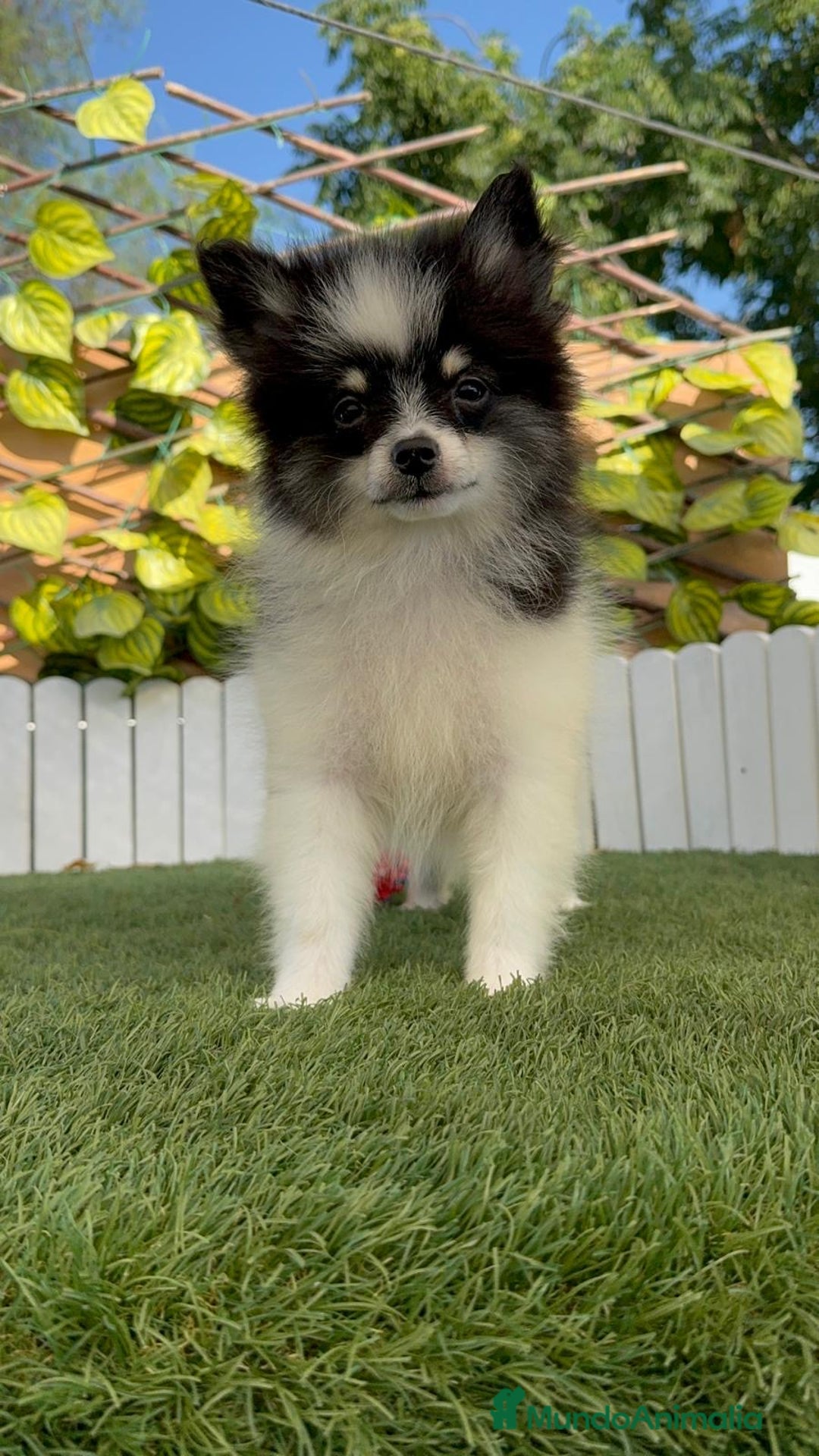 Pomerania perros en venta: POMERANIA MACHO ENVIOS A TODA ESPAÑA - Imagen 4