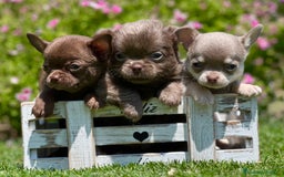 Chihuahua perros en venta: PRECIOSOS CHIHUAHUAS RUSOS CABEZA DE MANZANA - Imagen 2