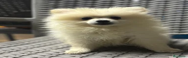 Pomerania 3