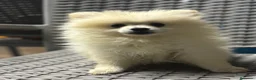 Pomerania perros en venta: PRECIO REAL!!! Pomeranias  - Anuncio 2