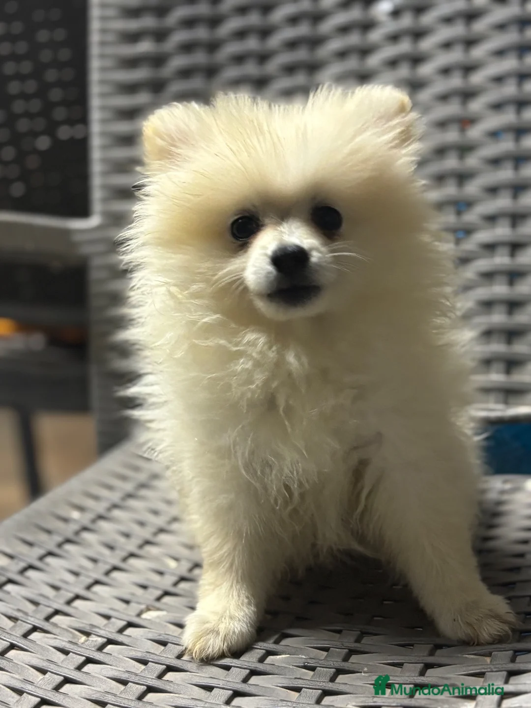 Pomerania perros en venta: PRECIO REAL!!! Pomeranias  - Anuncio 2
