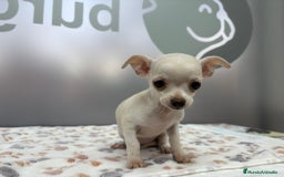 Chihuahua perros en venta: Chihuahua Mini  - Imagen 3