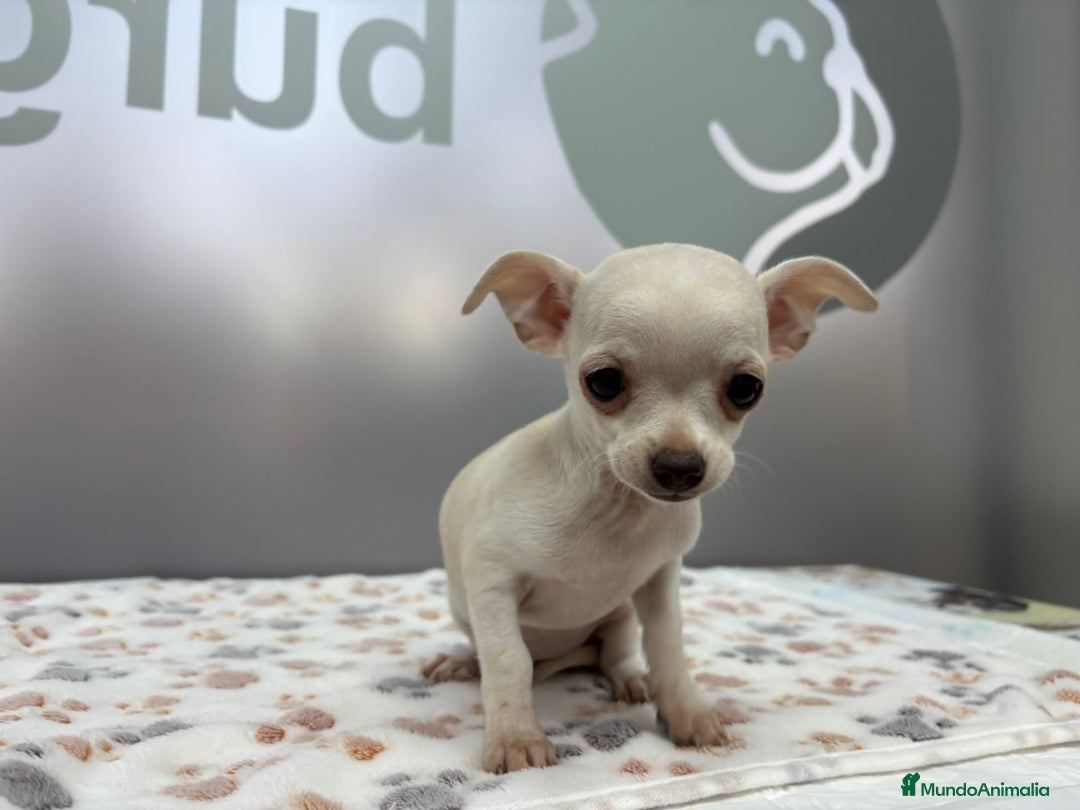Chihuahua perros en venta: Chihuahua Mini  - Imagen 3