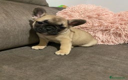 Bulldog Francés perros en venta: Bulldog Francés macho Fawn - Imagen 1