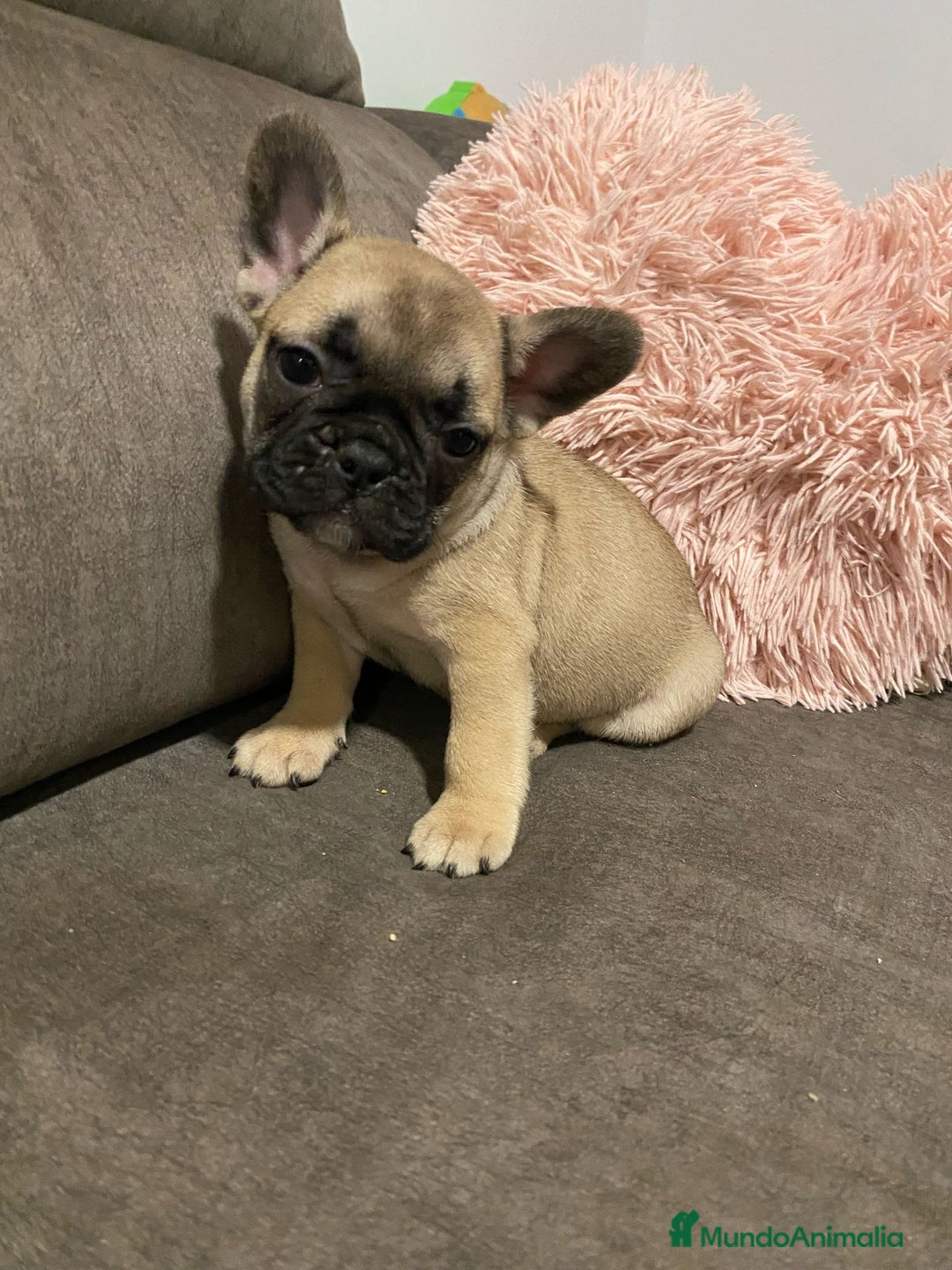Bulldog Francés perros en venta: Bulldog Francés macho Fawn - Imagen 1