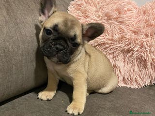 Bulldog Francés perros Bulldog Francés macho Fawn - Anuncio 10