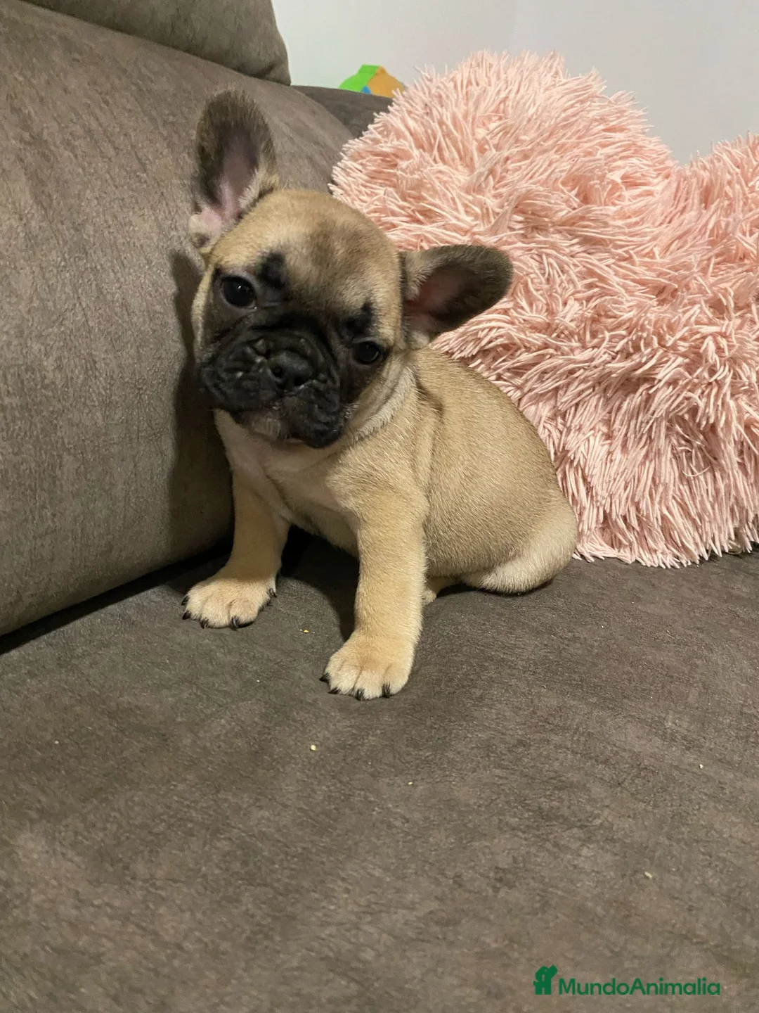 Bulldog Francés perros en venta: Bulldog Francés macho Fawn - Anuncio 1