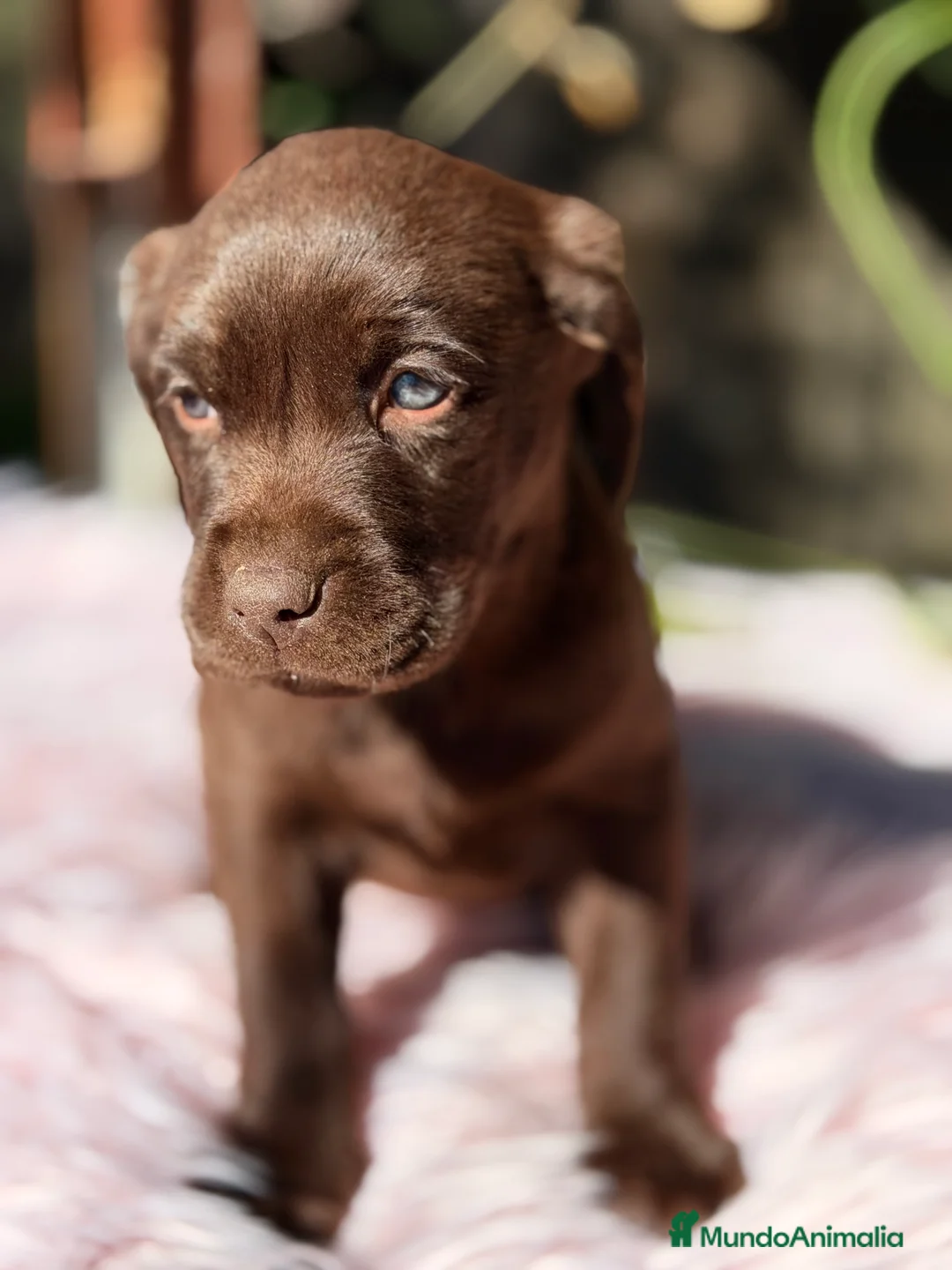 Labrador Retriever perros en venta: Labradora chocolate  - Anuncio 3