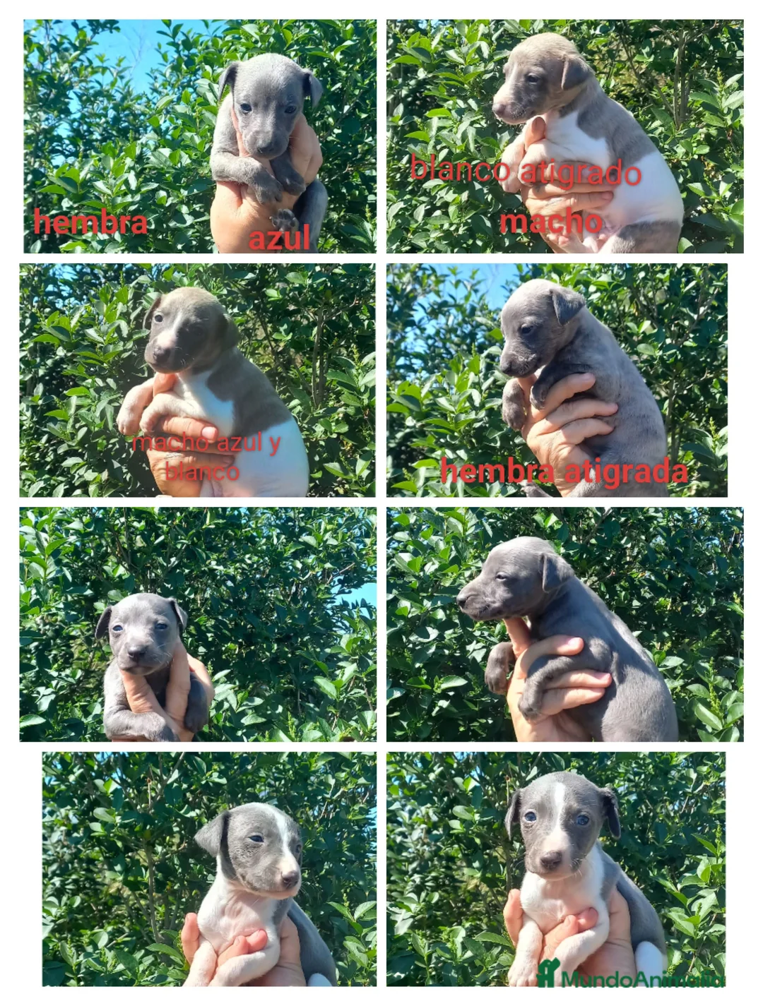 Whippet perros en venta: Camada de whipper con picolo pero de los pequeños  - Anuncio 2