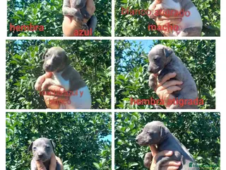 Whippet perros Camada de Whippig (picolo italiano y whipper) - Anuncio 5